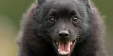 Illiana Schipperke Club