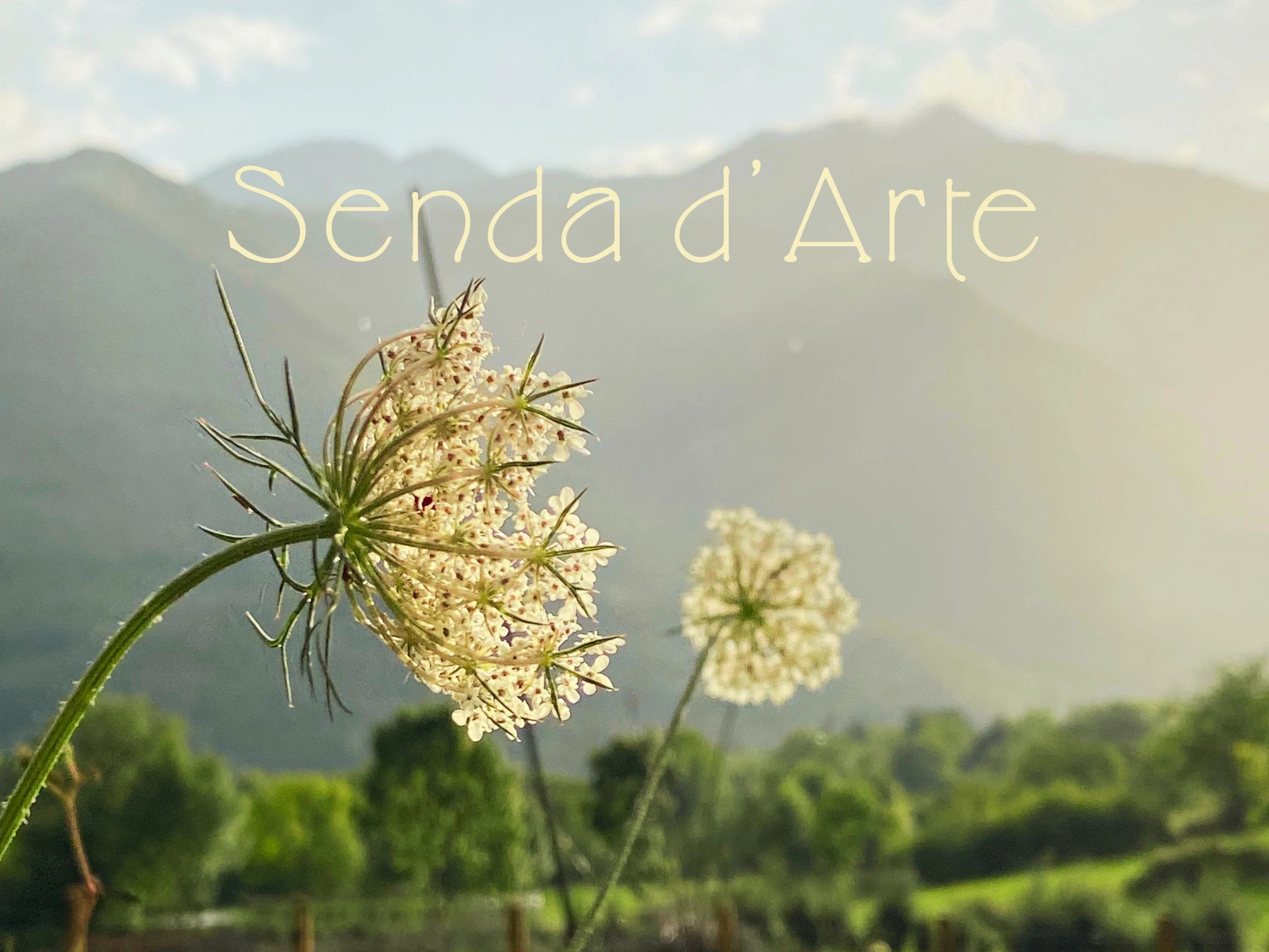 Flor blanca en primer plano con fondo montañoso y texto "Senda d'Arte".