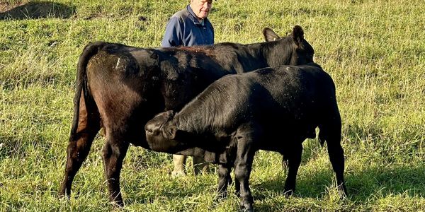 LAF401(Dynamic) bull calf out of a first calf heifer who weighed over 800lbs at weaning.