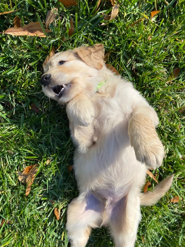 Journey and Stryker, 10/15/2021