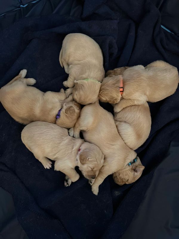 Journey and Stryker, 10/15/2021