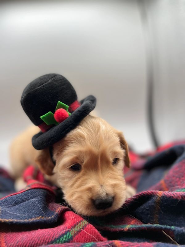 Journey and Stryker, 10/15/2021