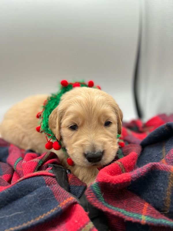 Journey and Stryker, 10/15/2021