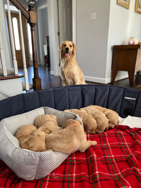 Journey and Stryker, 10/15/2021