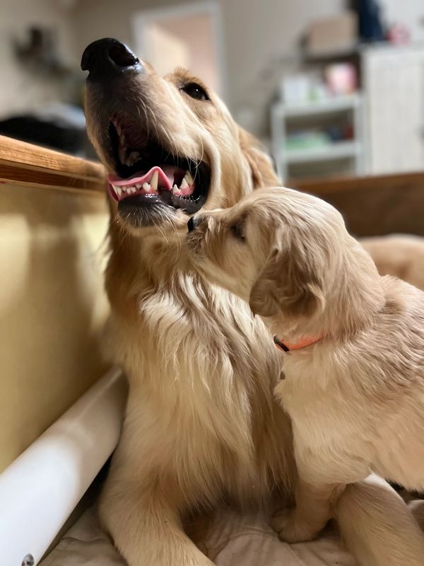 Journey and Stryker, 10/15/2021