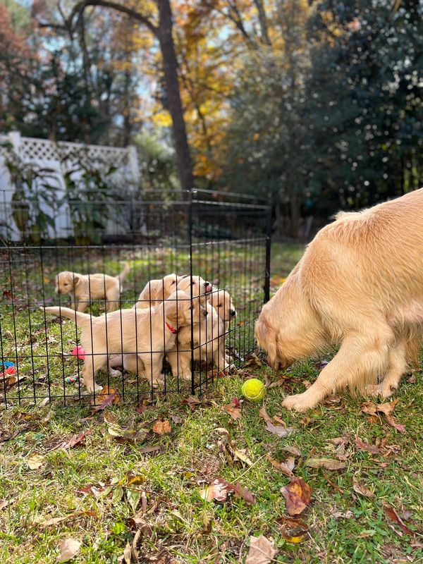 Journey and Stryker, 10/15/2021