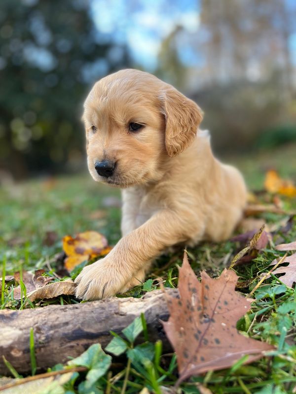 Journey and Stryker, 10/15/2021