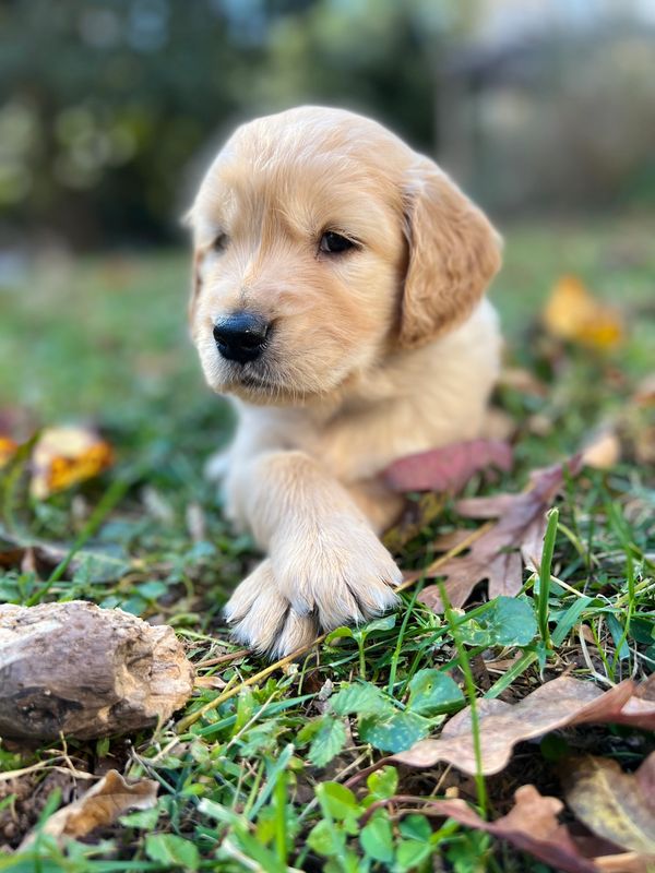 Journey and Stryker, 10/15/2021