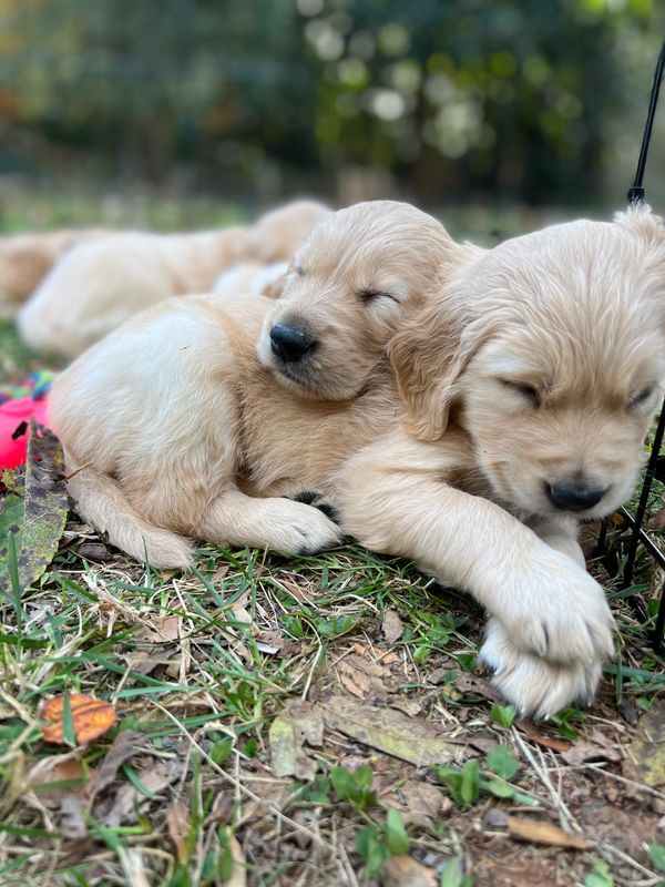 Journey and Stryker, 10/15/2021