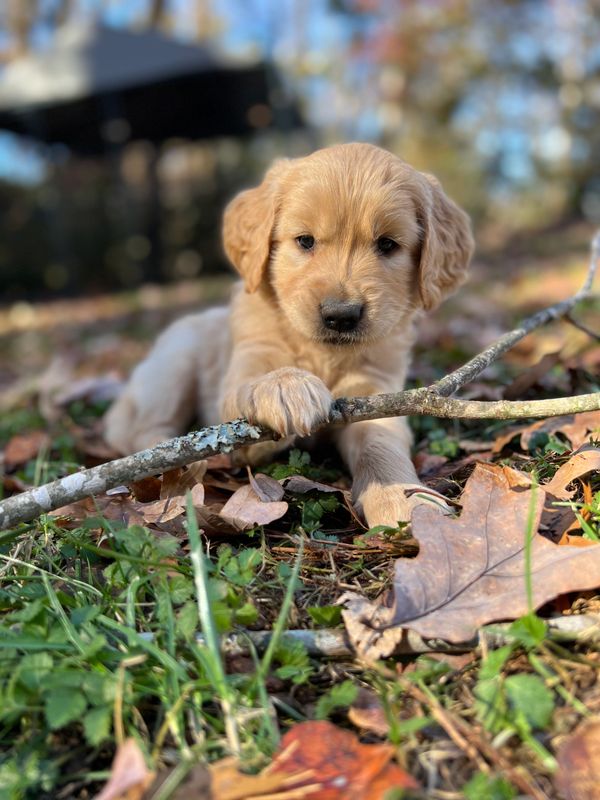 Journey and Stryker, 10/15/2021