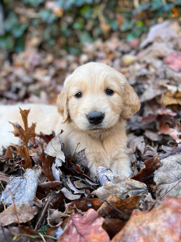 Journey and Stryker, 10/15/2021