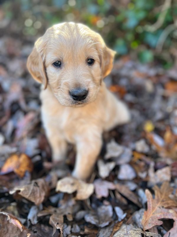 Journey and Stryker, 10/15/2021