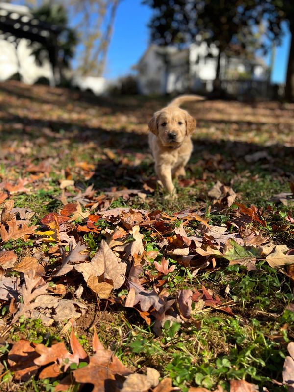 Journey and Stryker, 10/15/2021