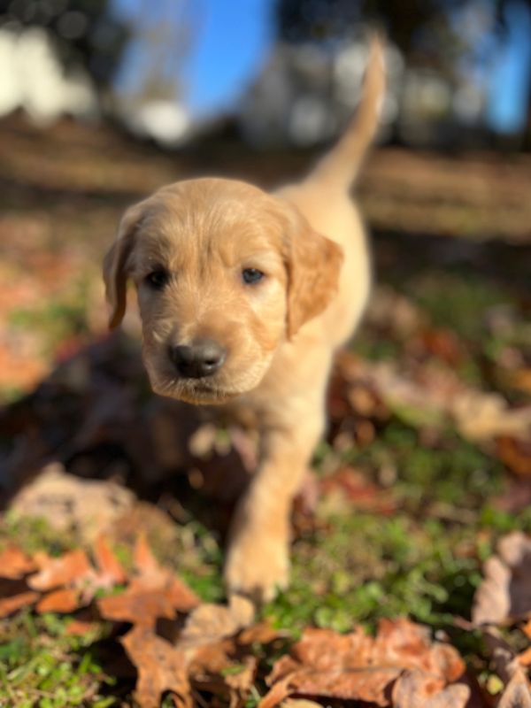 Journey and Stryker, 10/15/2021