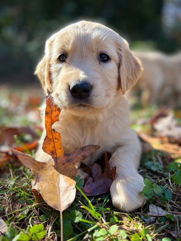 Journey and Stryker, 10/15/2021