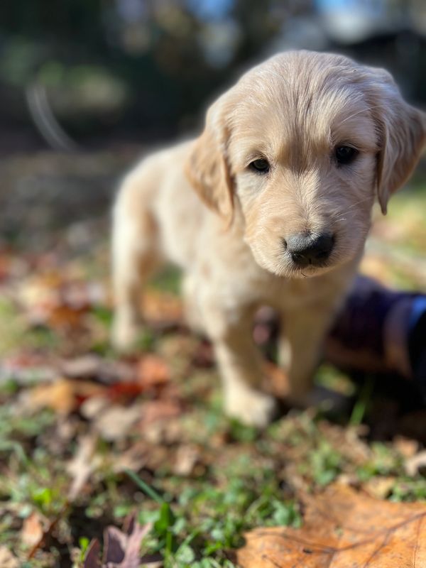 Journey and Stryker, 10/15/2021