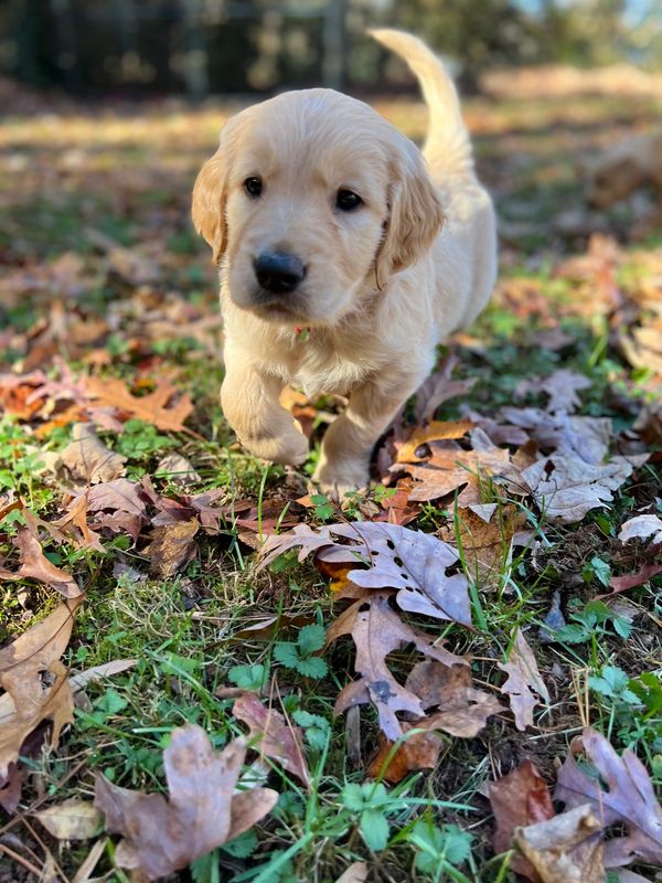 Journey and Stryker, 10/15/2021