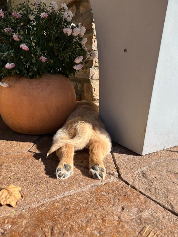 Journey and Stryker, 10/15/2021