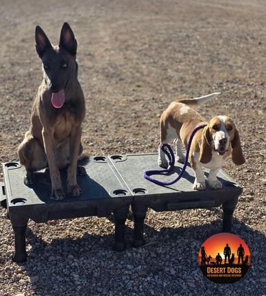 Two dogs sitting on raised platforms outdoors on a gravel surface.