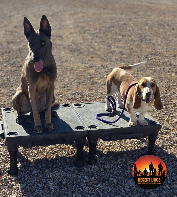 Two dogs, a Belgian Malinois and a Basset Hound, sitting on raised platforms outside.