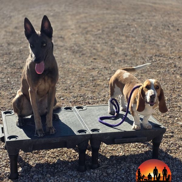 Desert Dogs K9 Search and Rescue Recovery Golden Valley, AZ
