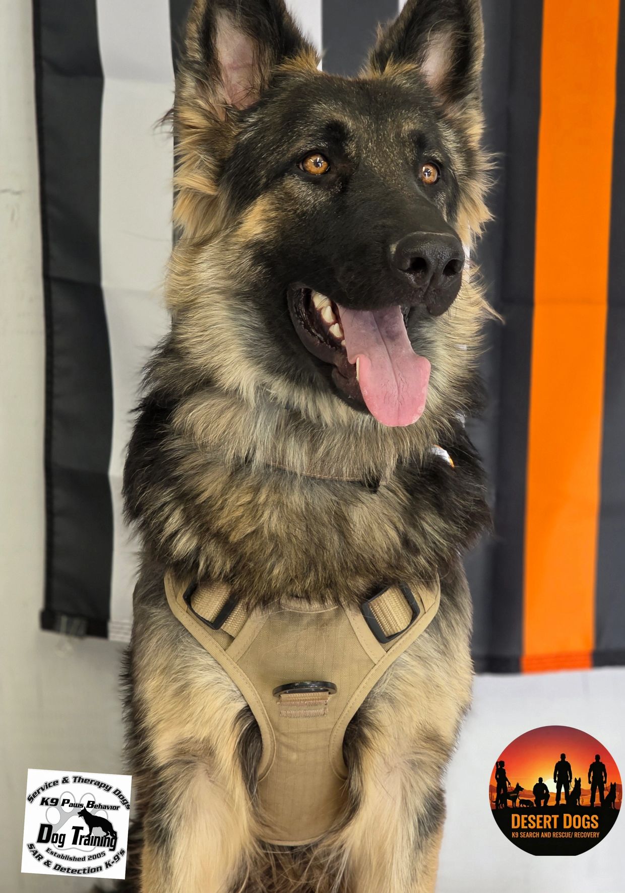 German Shepherd in a training harness with service dog logos in background.