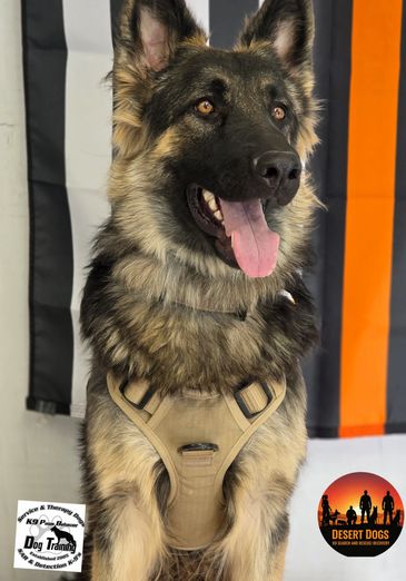 Desert Dogs K9 Search and Rescue Recovery Golden Valley, AZ