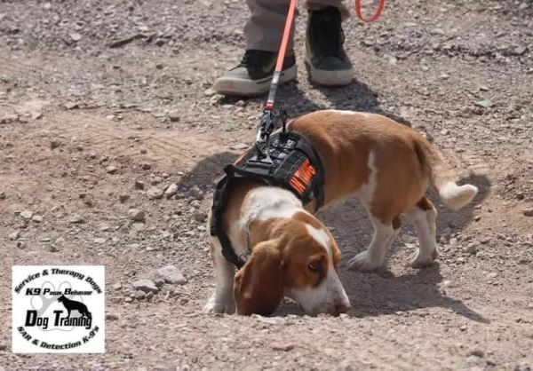 Beagle sniffing ground during K9 detection training outdoors.