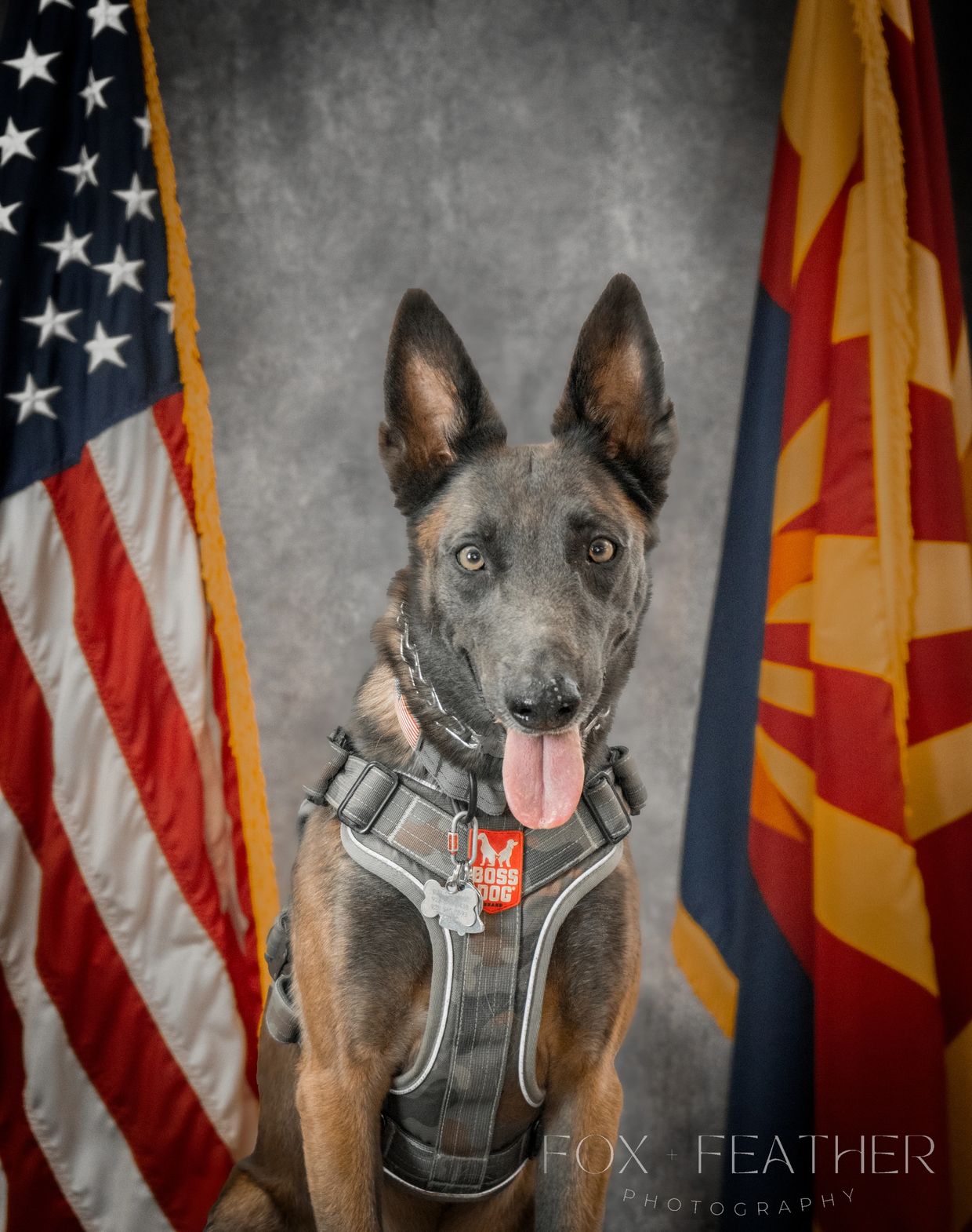 A happy dog wearing a harness between two flags in a studio setting.