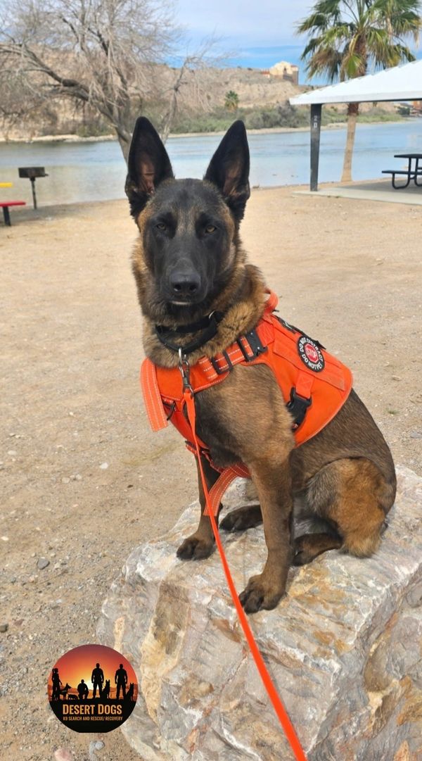 A search and rescue dog in an orange vest sitting on a rock by a river.