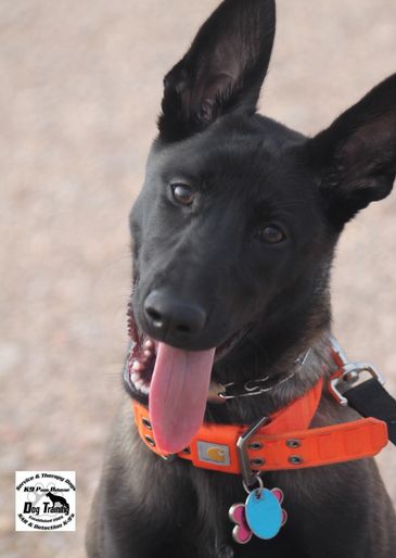 Desert Dogs K9 Search and Rescue Recovery Golden Valley, AZ