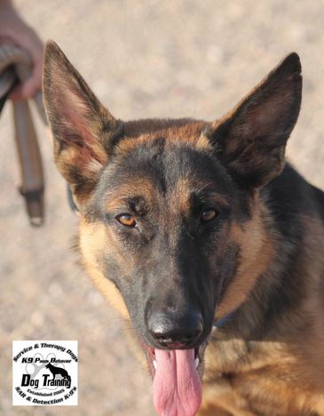 Desert Dogs K9 Search and Rescue Recovery Golden Valley, AZ