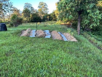 Rows of harvested crops drying on grass near trees.