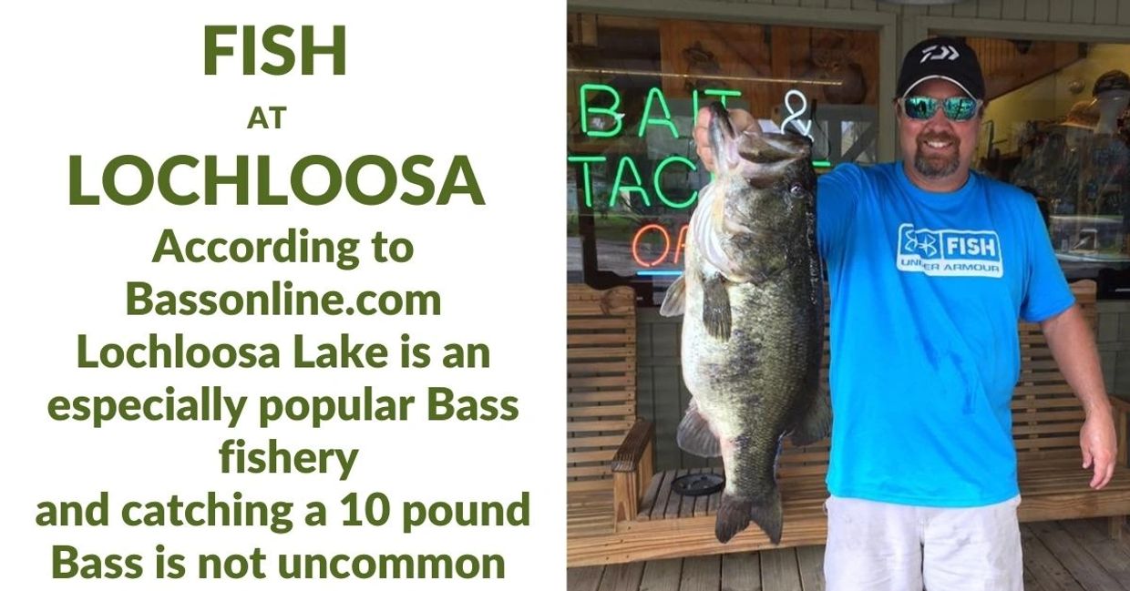 FISH NEAR OCALA FL FISH NEAR  GAINESVILLE FL https://bassonline.com/fl/lakes/lochloosa-lake/