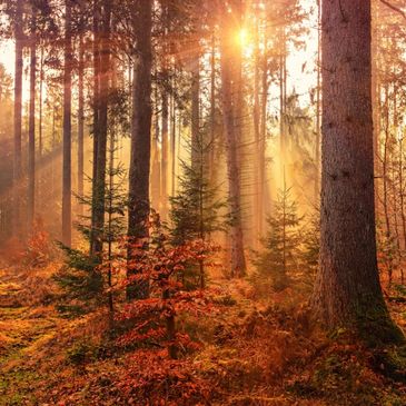 Sun shining through trees in an Autumn forest