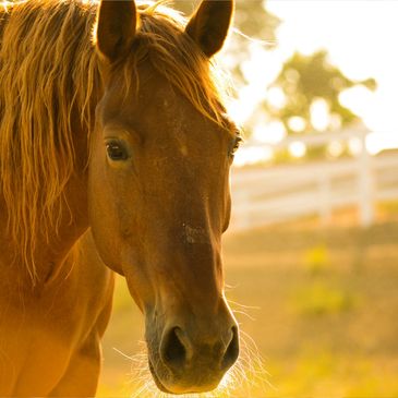 A serene looking horse standing backlit in a pasture.