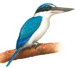 Kingfisher Care QLD Pty Ltd