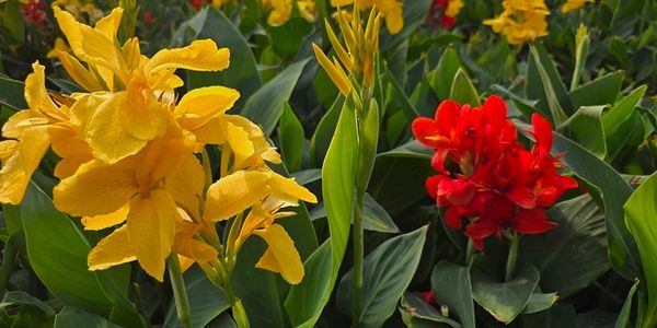 Yellow and red flowers among green leaves.