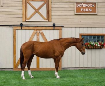 A brown horse standing in front of a barn with Drybrook Farm sign.