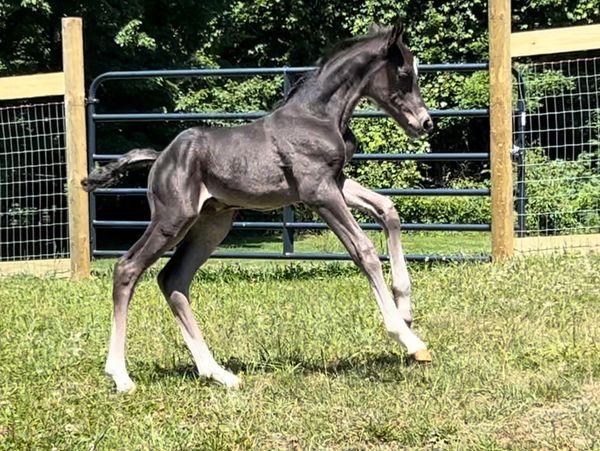 Denali dbf - pic at 3 days old. Beautiful type and gaits.  Denali dbf is expected to finish 16.2
Sir