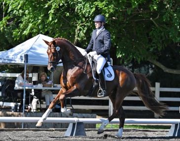 Person riding a horse in a dressage event.