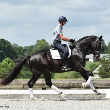 Person riding a black horse in an equestrian setting.