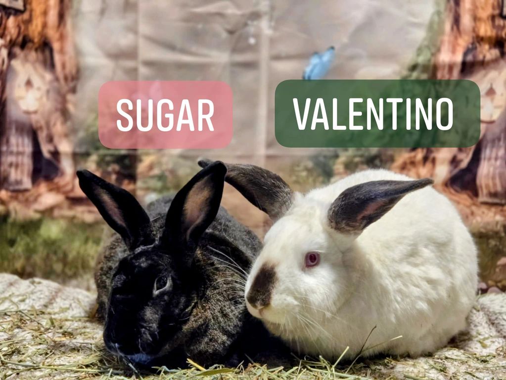 Sugar Rex and Valentino California 
Spayed female and neutered male 
