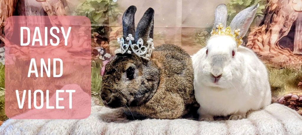 Daisy and Violet our mother daughter duo. 
Both spayed females