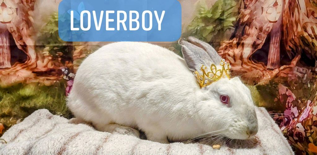 LoverBoy 
New Zealand mix 
Neutered male 
8+lbs