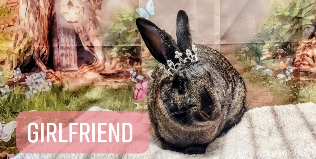 Girlfriend 
Spayed female 