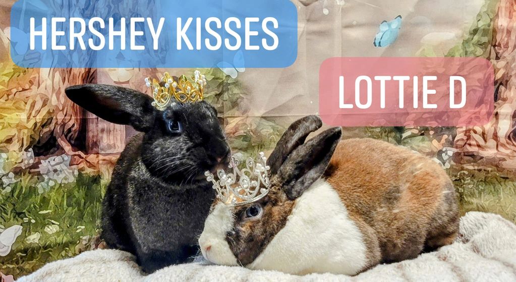Lottie D and Hershey Kisses bonded pair 
Spayed female and neutered male