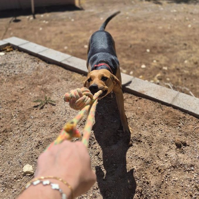 Dog playing tug-of-war with a person.