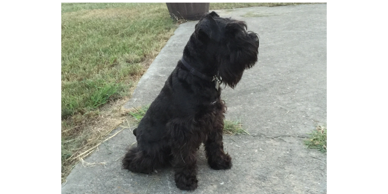 Miniature Schnauzer