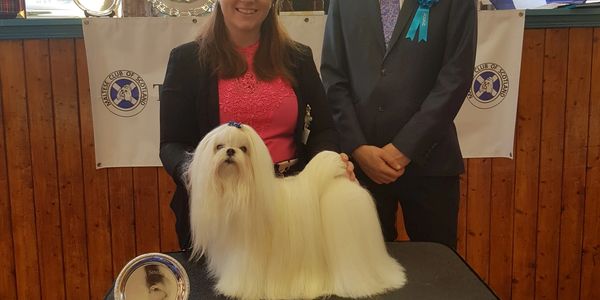Finn posing with Amy and the judge Robert O'Neill at the Maltese Club of Scotland